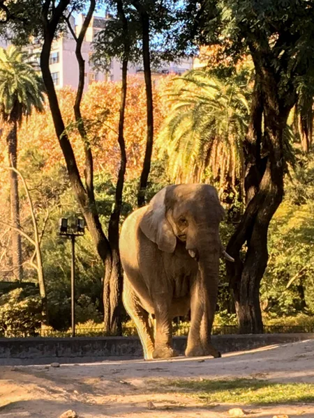 Porträt Eines Afrikanischen Elefanten Zoo — Stockfoto