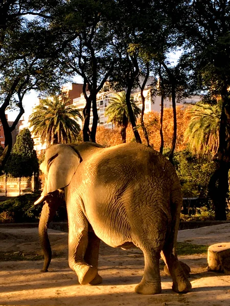 Portrait African Elephant Zoo — Stockfoto