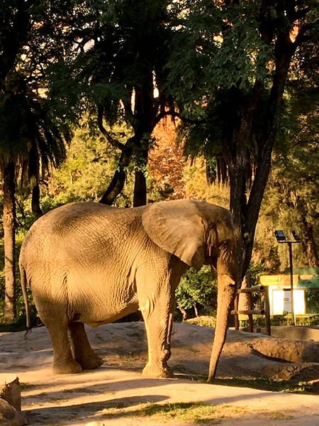 동물원에 아프리카 코끼리의 — 스톡 사진