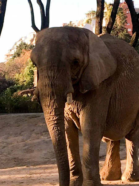 Porträt Eines Afrikanischen Elefanten Zoo — Stockfoto