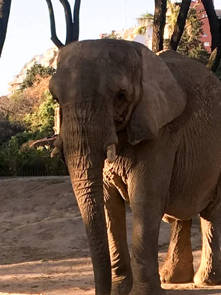 Porträt Eines Afrikanischen Elefanten Zoo — Stockfoto