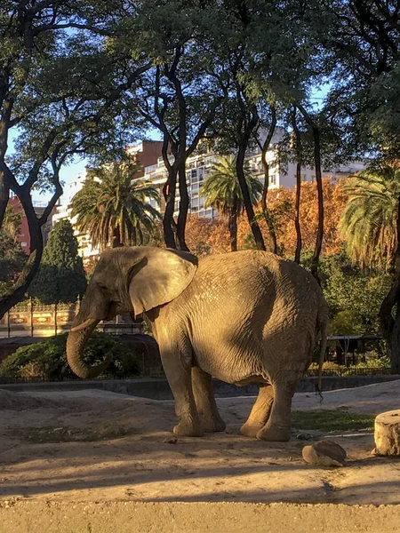 Porträt Eines Afrikanischen Elefanten Zoo — Stockfoto