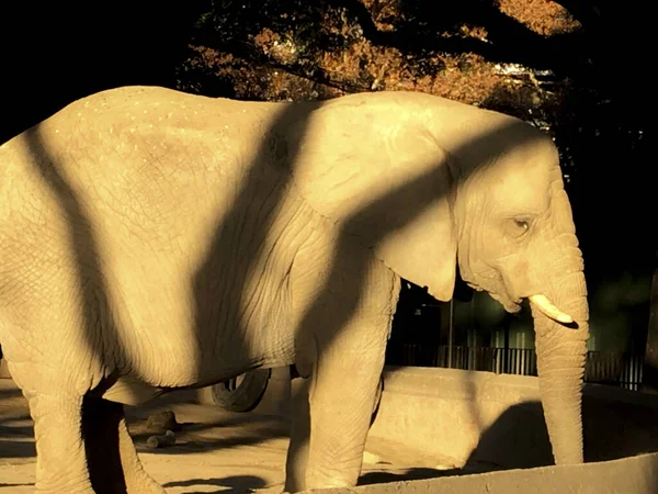 Portrait African Elephant Zoo — Fotografia de Stock