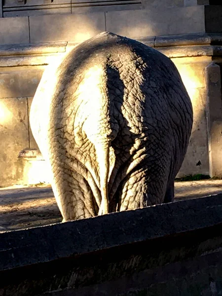 Tail African Elephant — Stock Photo, Image