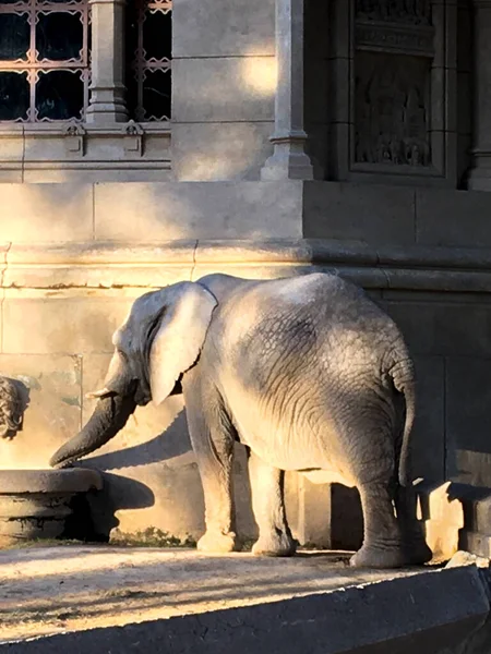 Porträt Eines Afrikanischen Elefanten Zoo — Stockfoto