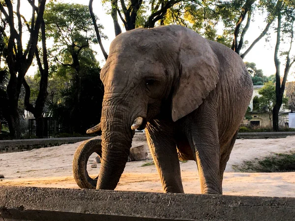 Porträt Eines Afrikanischen Elefanten Zoo — Stockfoto