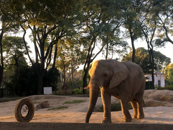 동물원에 아프리카 코끼리의 — 스톡 사진