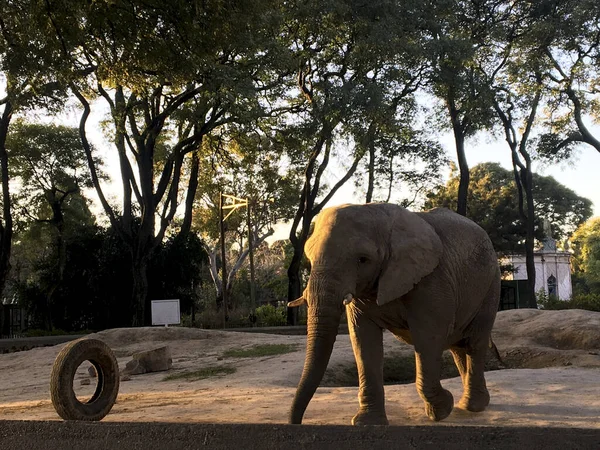 Portrait African Elephant Zoo — Fotografia de Stock