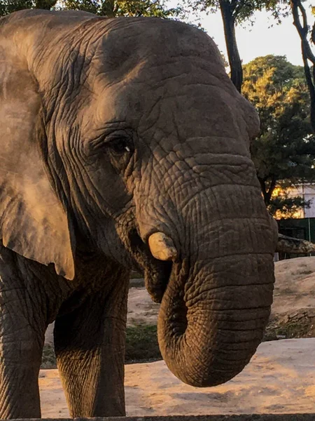 Porträt Eines Afrikanischen Elefanten Zoo — Stockfoto