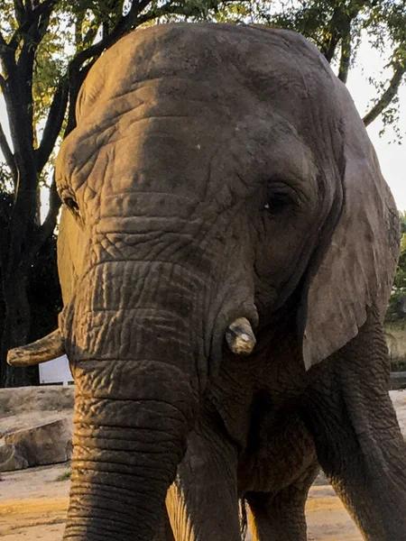 Portrait African Elephant Zoo — Stockfoto