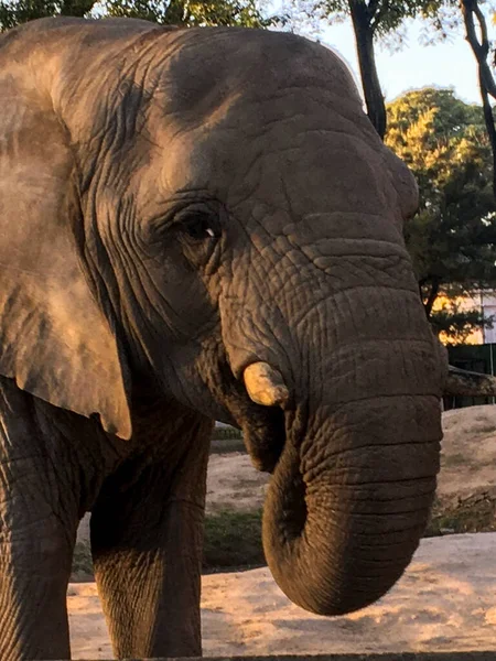 Egy Afrikai Elefánt Portréja Állatkertben — Stock Fotó