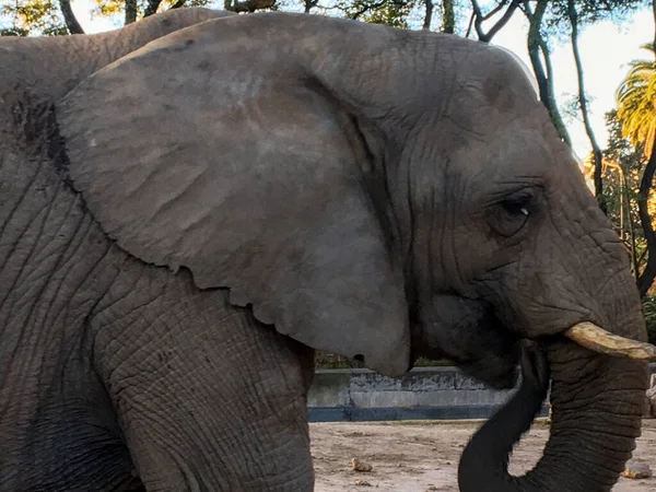 Porträt Eines Afrikanischen Elefanten Zoo — Stockfoto