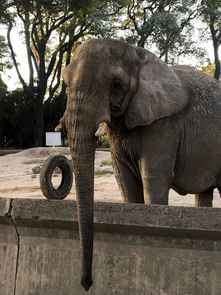 Portrait African Elephant Zoo — Photo