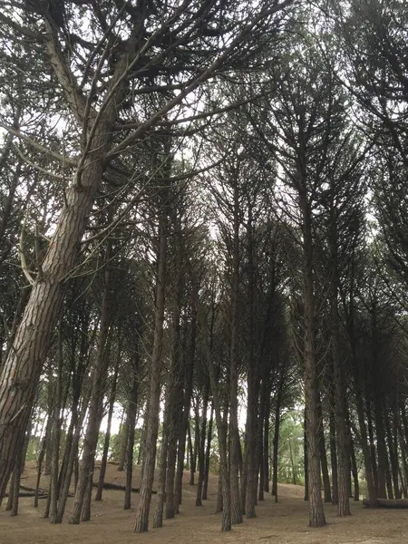 Landscape Pine Forest Argentine Atlantic Coast — Foto de Stock
