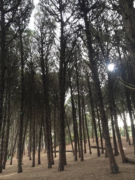 Landscape Pine Forest Argentine Atlantic Coast — Foto de Stock