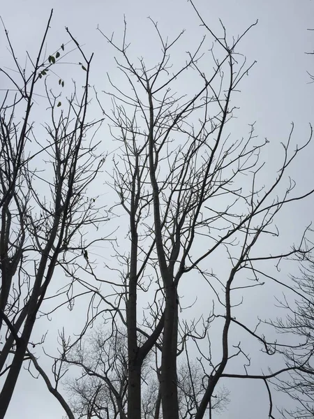 Зимние Ветви Дерева Природа — стоковое фото