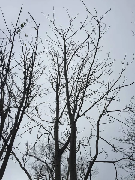 Las Ramas Invernales Del Árbol Fondo Naturaleza —  Fotos de Stock