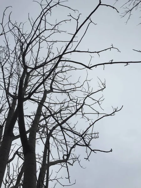 Χειμερινά Κλαδιά Δέντρου Φόντο Φύσης — Φωτογραφία Αρχείου