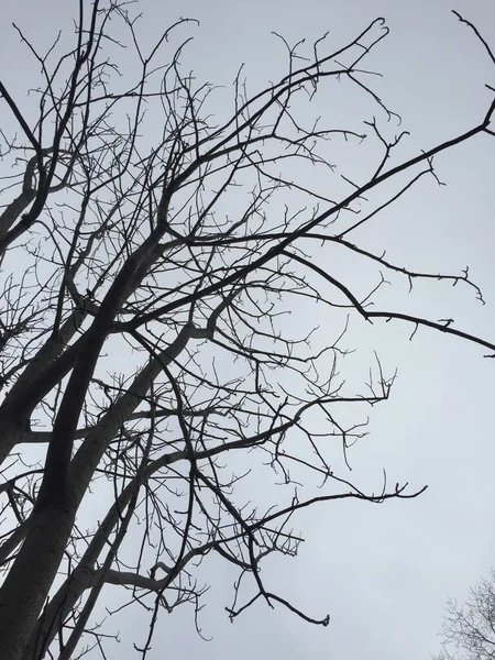 Χειμερινά Κλαδιά Δέντρου Φόντο Φύσης — Φωτογραφία Αρχείου