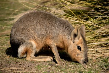 Patagonya Mara 'sına yakın çekim