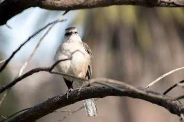 Bir Mimus saturninus 'a yakın çekim