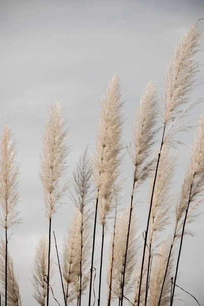 Detail Plant Cortaderia Selloana — Foto de Stock