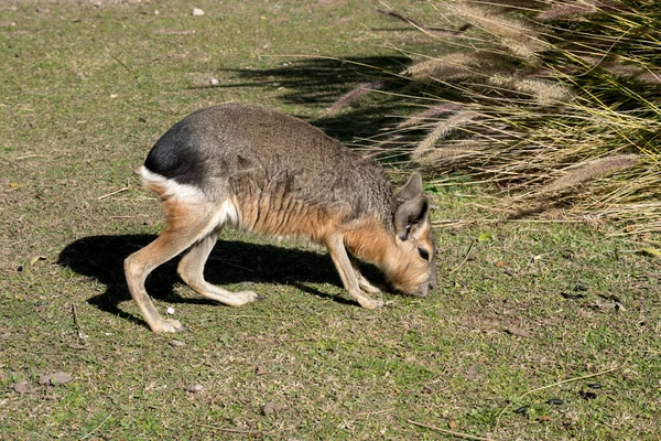 Closeup Patagonian Mara —  Fotos de Stock