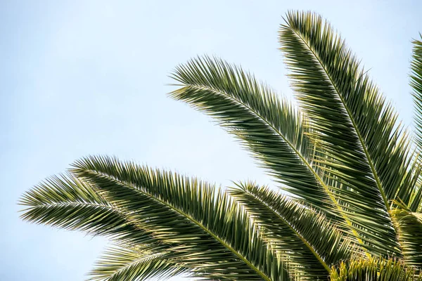 Textura Corteza Árbol Viejo — Foto de Stock