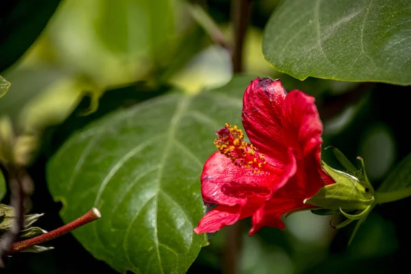 Fiore Rosso Ibisco — Foto Stock