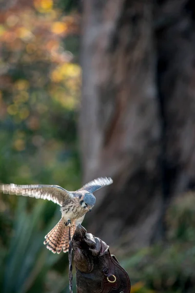 Training Offspring Falcon — Foto de Stock