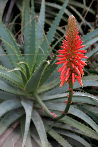 Showy Red Flowers Aloe Arborescens — Fotografia de Stock