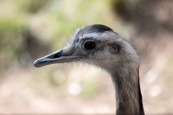 Retrato Avestruz Zoológico — Fotografia de Stock