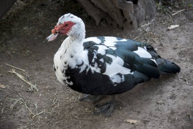 Cairina Moschata ördeğinin fotoğrafı. 
