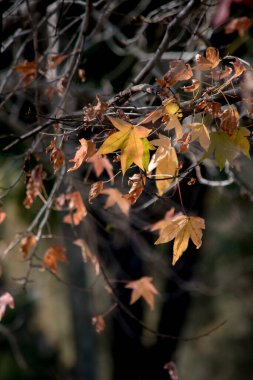 Sarı sonbahar yaprakları. Doğa arkaplanı