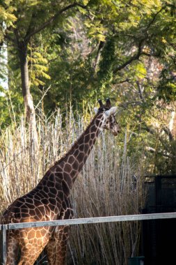 Ekoparktaki bir zürafanın portresi