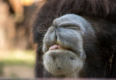 Bir dromedary 'nin yakın plan fotoğrafı.