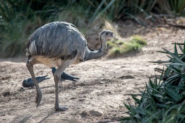 Hayvanat bahçesinde bir devekuşu portresi