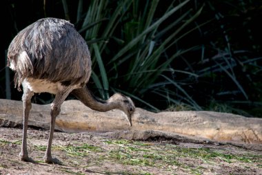 Hayvanat bahçesinde bir devekuşu portresi