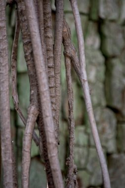 Botanik bahçesindeki bir bitkinin karmaşık kökleri