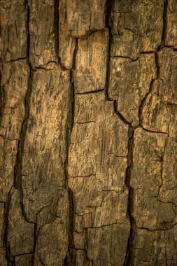 Ağaç kabuğunun dokusu