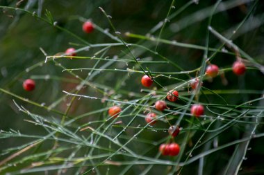 Ephedra Triandra bitkisinin detayları