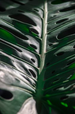 Bir canavarın yaprağının ayrıntıları.