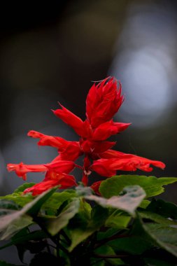 Güzel kırmızı çiçekler. Bahar geldi.