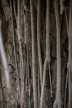 Botanik bahçesindeki bir bitkinin karmaşık kökleri