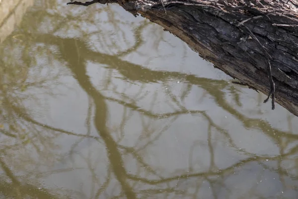 Árvores Refletidas Água Lago — Fotografia de Stock