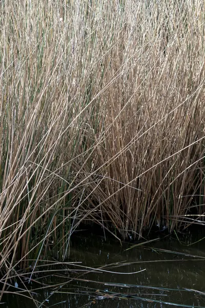 Fotografie Van Waterplanten Broek Van Vijver — Stockfoto