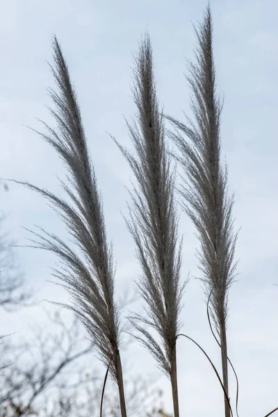 Detalle Planta Cortaderia Selloana — Foto de Stock