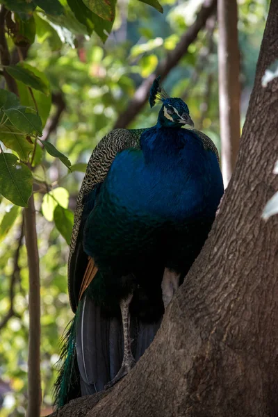 Portrait Colorful Peacock — Stock Photo, Image