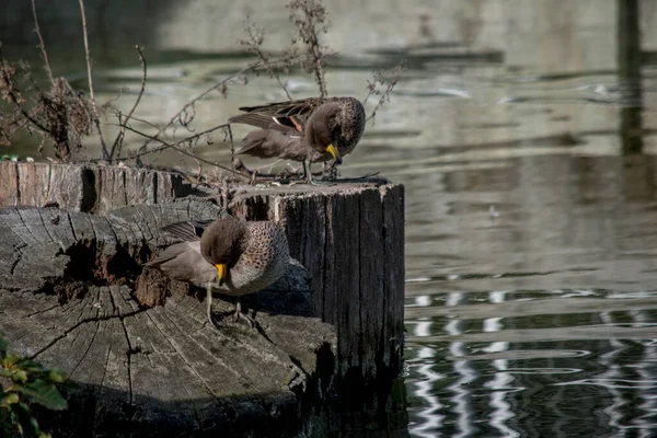 Photo Jergon Duck Anas Georgica — стокове фото