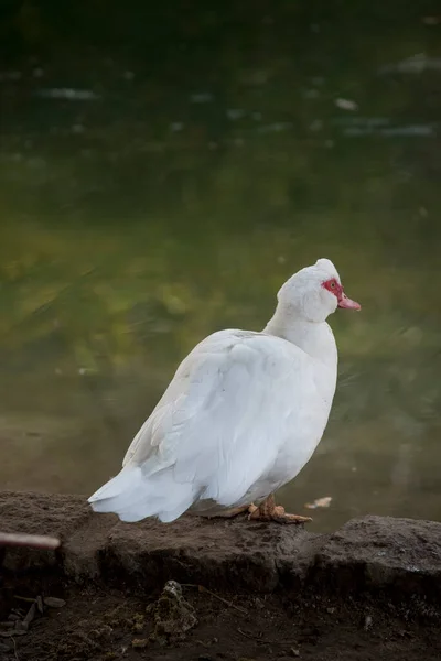 Portrait American Peking Duck — ストック写真